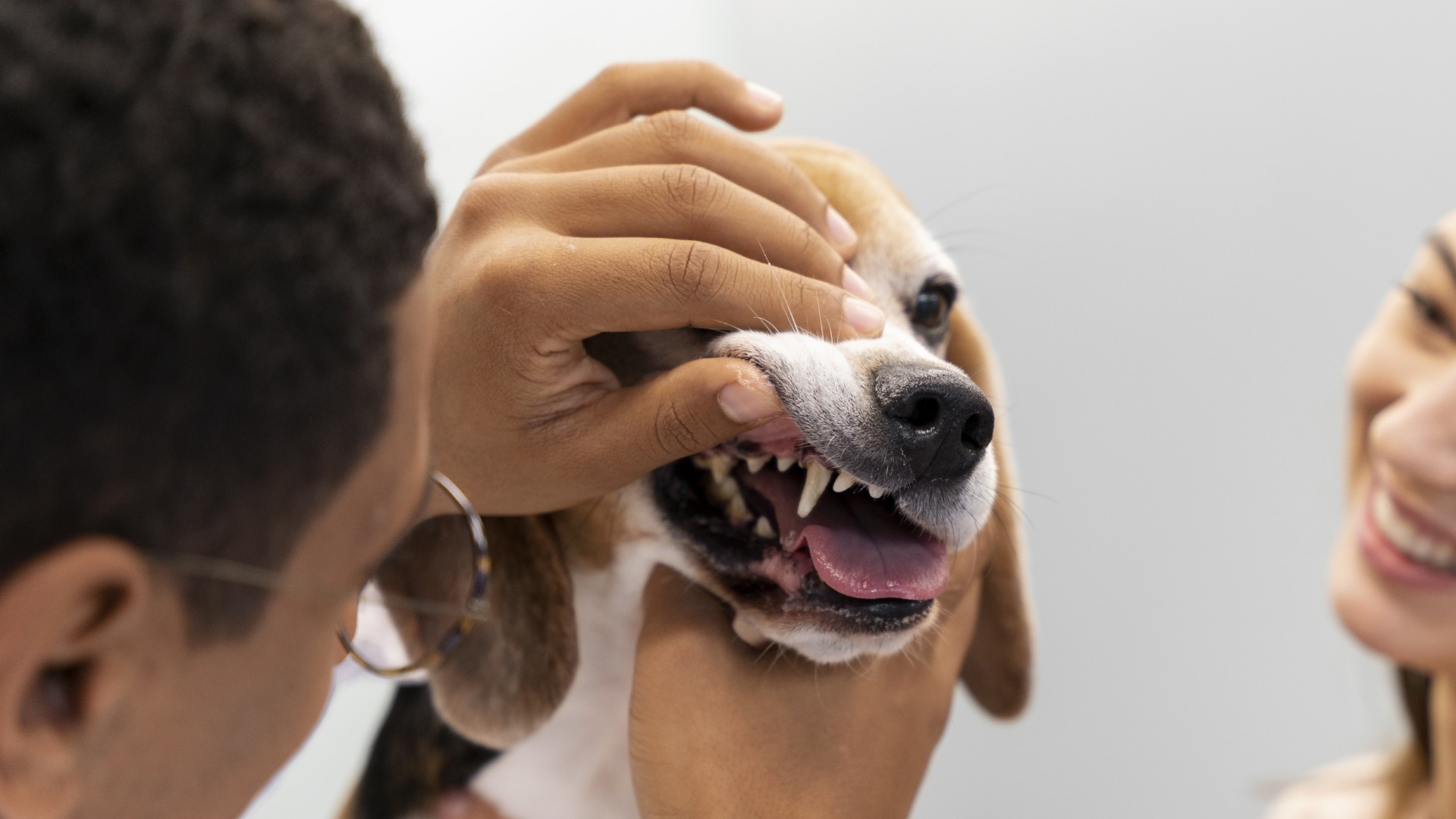 Pet Dental Care In Chester, CA Chester Veterinary Clinic