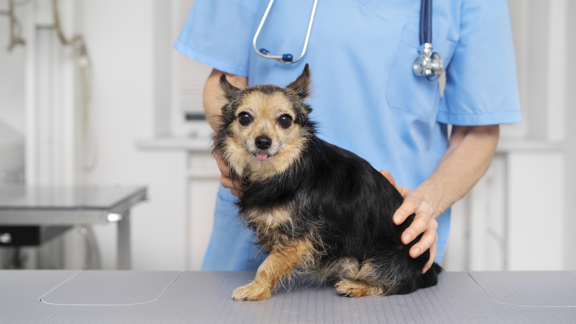 Pet Surgery In Chester, CA 96020 Chester Veterinary Clinic