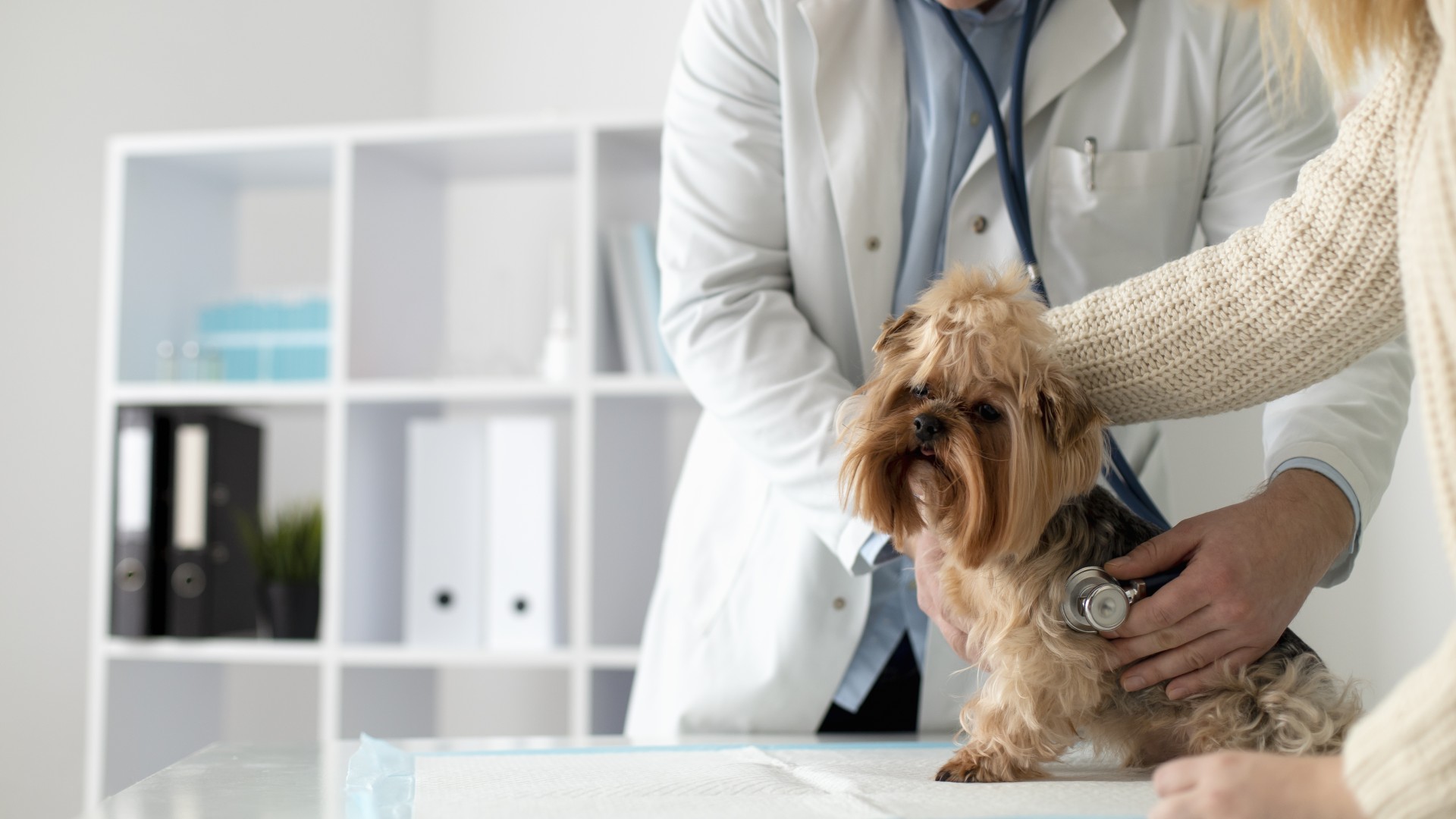 Pet Wellness In Chester CA 96020 Chester Veterinary Clinic