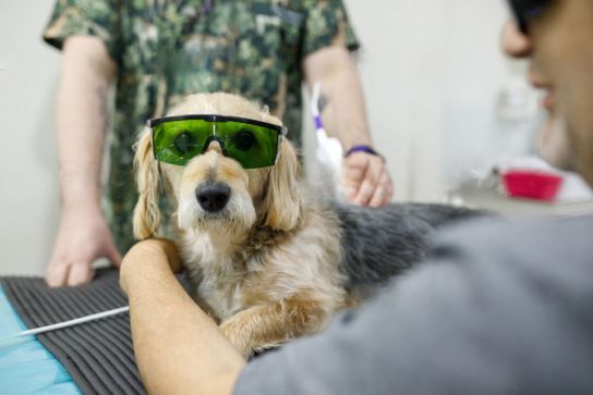 Pet Therapeutics Cold Laser Service Image